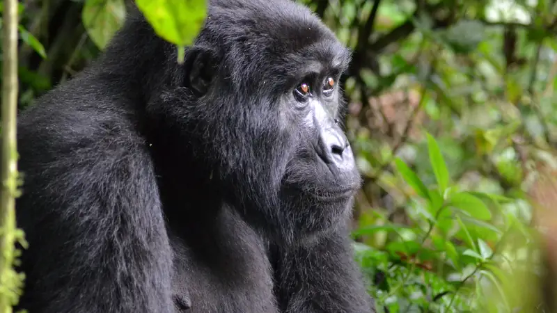 Mountain gorilla in profile in dense forest, 4-day Bwindi gorilla trek