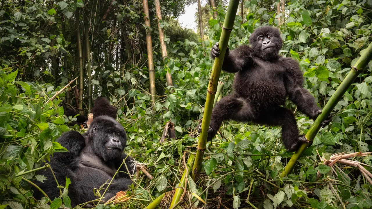 Young mountain gorilla holding bamboo stems while an adult gorilla rests in the forest behind